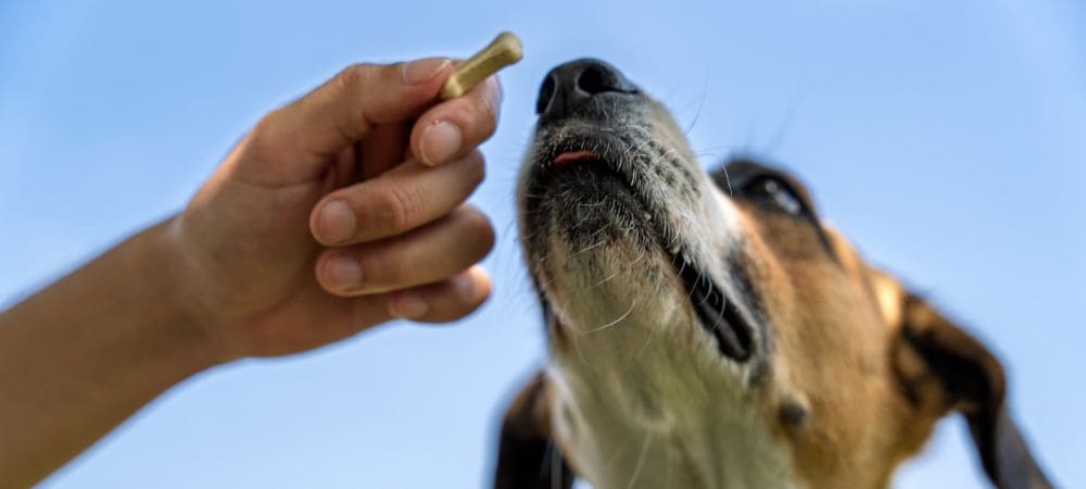 Ejemplo práctico de como se usa el cbd en mascotas administrando un snack funcional enriquecido para perros.
