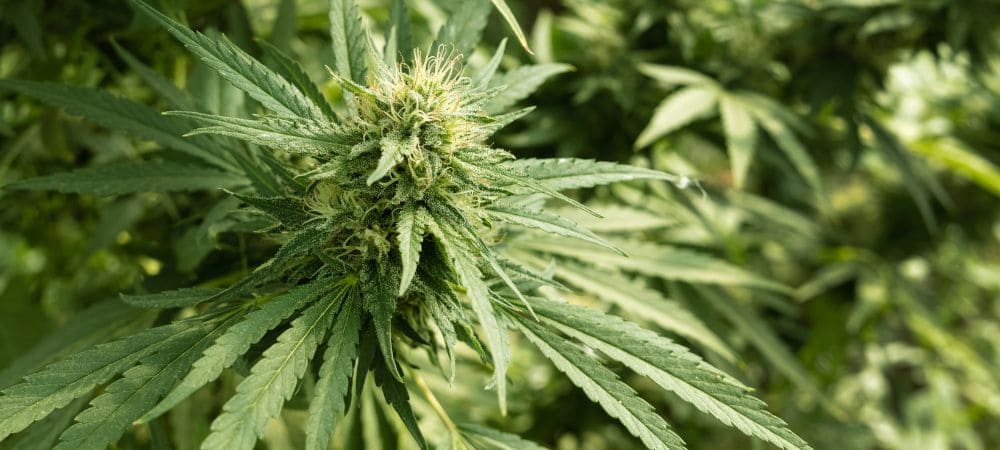 Planta de Cannabis sativa L. en floración cultivada de forma orgánica para producir aceite de CBD y aceite de semilla de cáñamo.