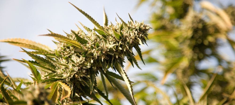 Detalle de una flor de cáñamo industrial rica en resina para la producción de variados tipos de CBD.