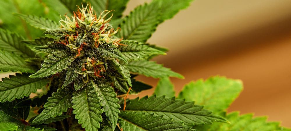 Detalle macro de un cogollo de CBD maduro con tricomas y pistilos anaranjados rodeado de hojas verdes listo para secar y fumar