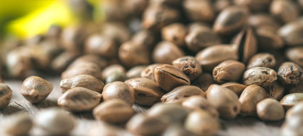 Prensado en frío del aceite de semilla de cáñamo nutricional