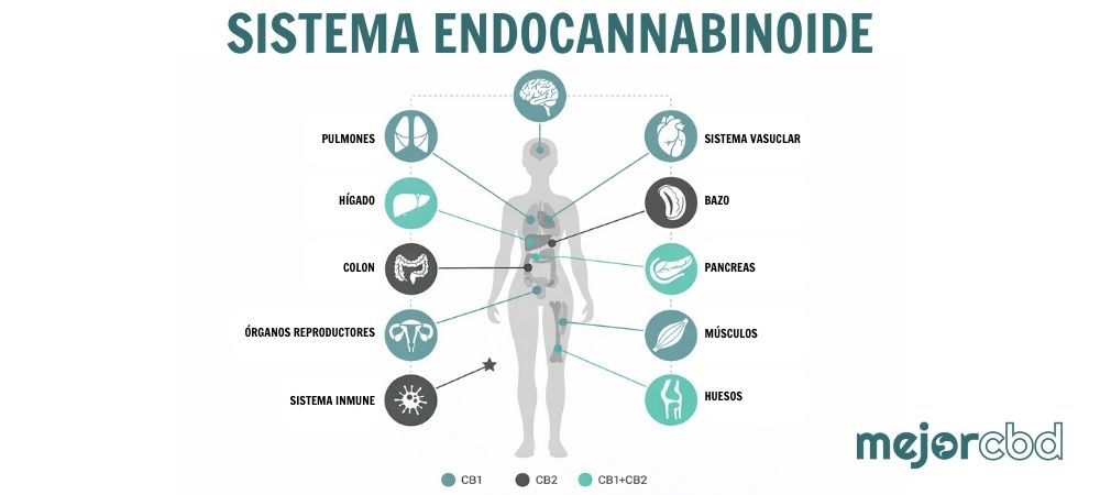 infografía del sistema endocannabinoide y CBD