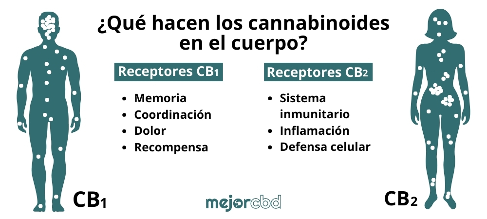 cannabinoides en el cuerpo humano