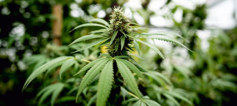 Flores Planta CBD Sativa Indica
