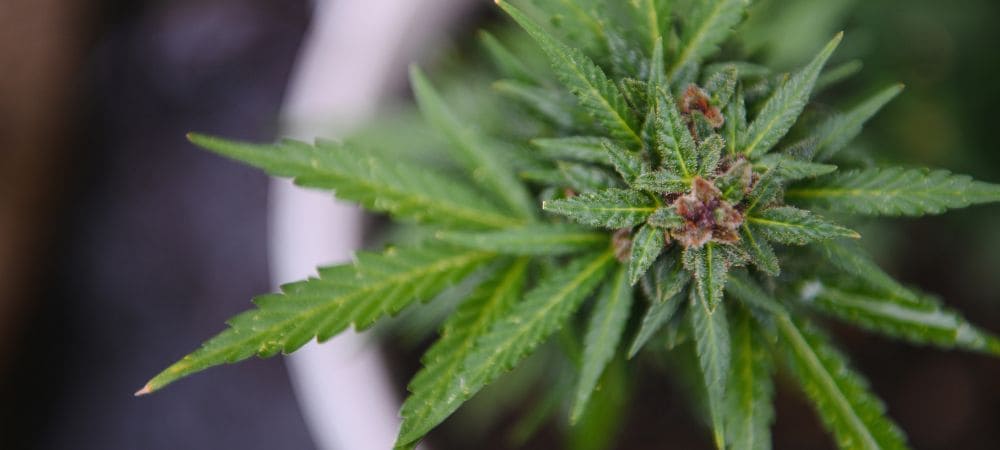 Planta CBD indica
