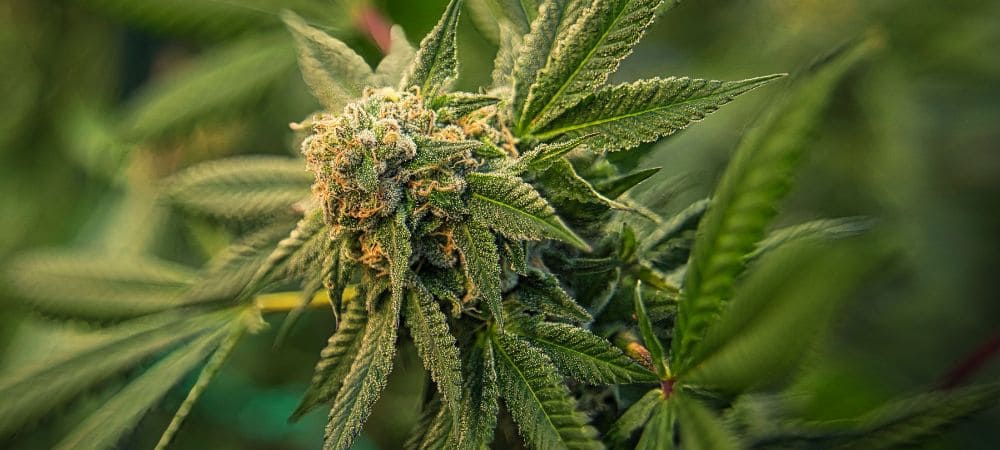 Planta CBD que es