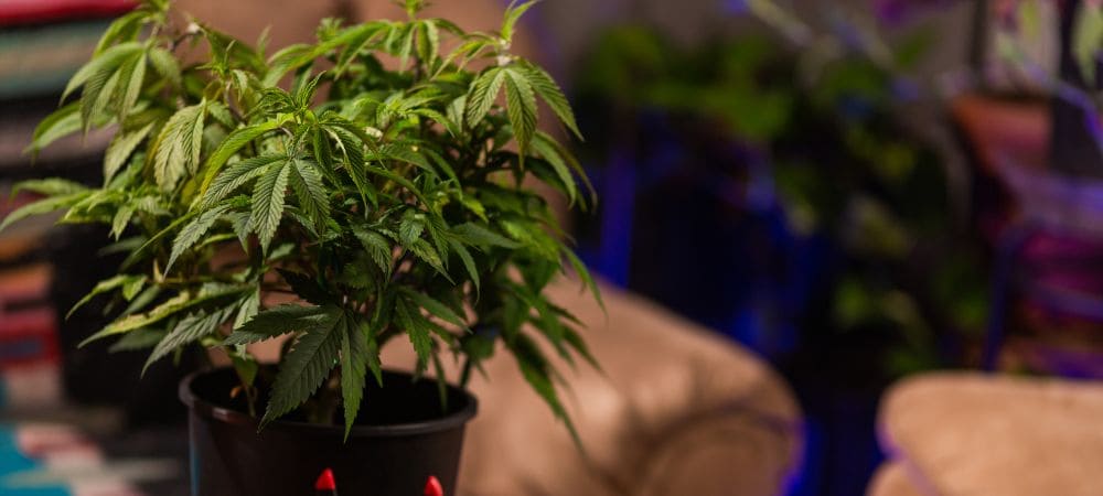 Planta CBD sativa