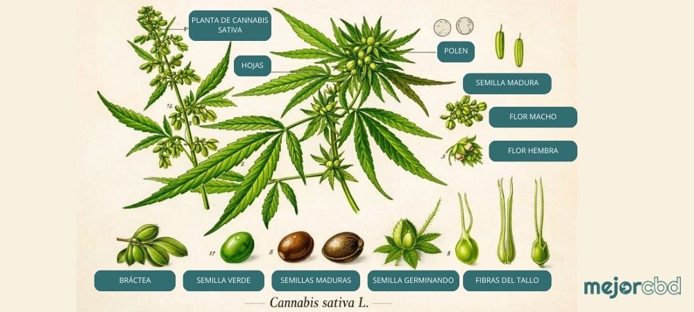 :Partes de la planta de cannabis explicadas en una ilustración botánica de Cannabis sativa, con hojas, flores macho y hembra, semillas y fases de desarrollo.