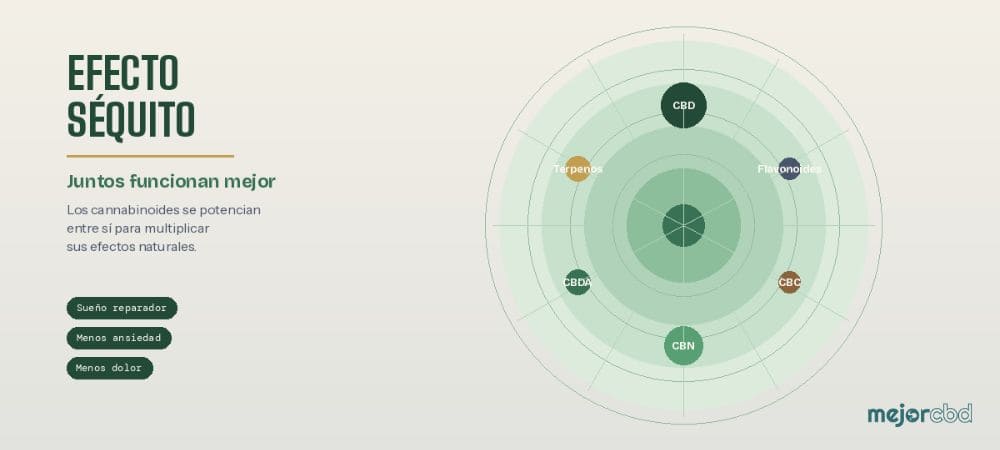 Diagrama del efecto séquito entre CBD, CBN y otros cannabinoides