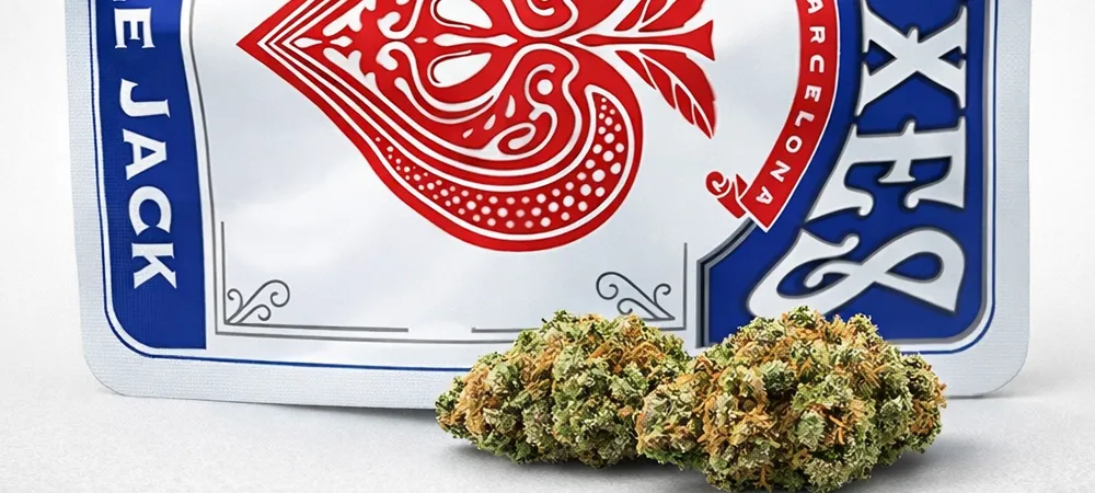 flores cbd apple jack xuxes cogollos cbd variedad apple jack