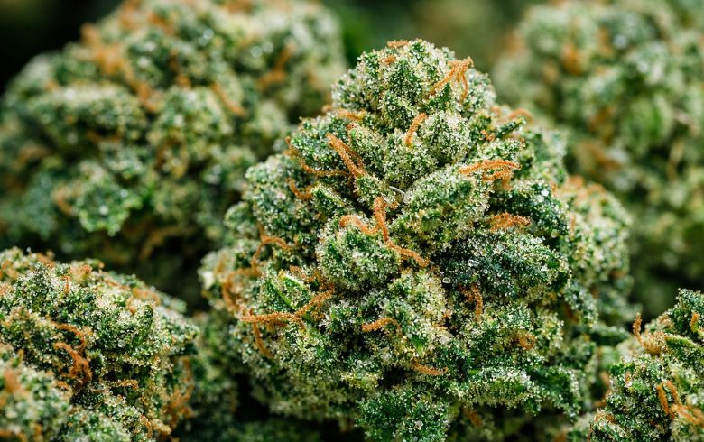 COGOLLOS DE MARIHUANA