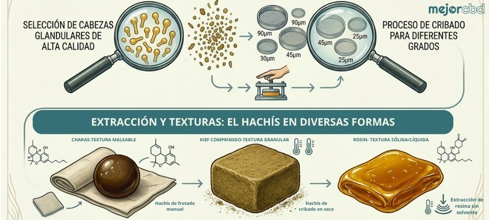 infográfico que muestra la extracción y texturas del hachís a partir del frotado manual