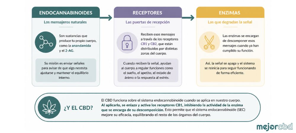 Infografía de cómo funciona el SEC