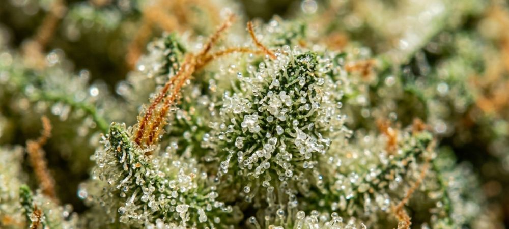 plano detalle de los tricomas de los cogollos de la marihuana