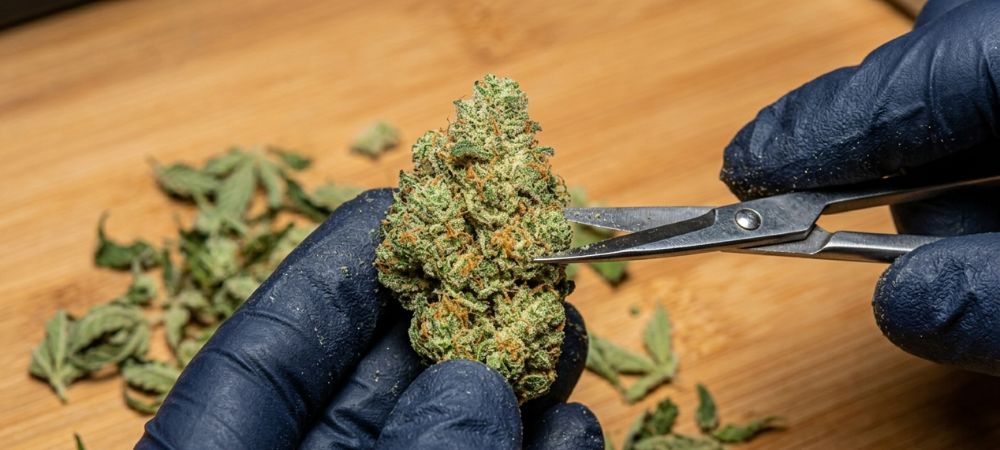 Eliminación de las pequeñas hojas que envuelven la flor del cogollo de marihuana