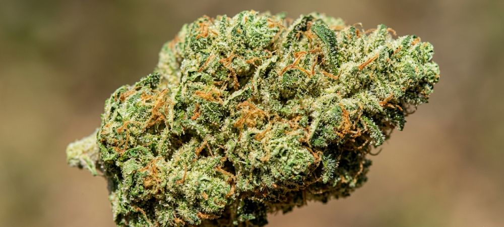 primer plano de un cogollo de marihuana
