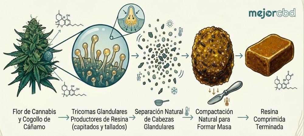 infográfico de cómo se hace el hachís, paso a paso