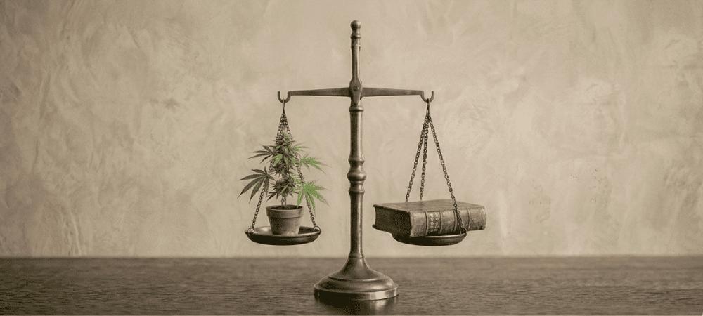 ¿Cuántas plantas de maría puedo tener legalmente en España?
