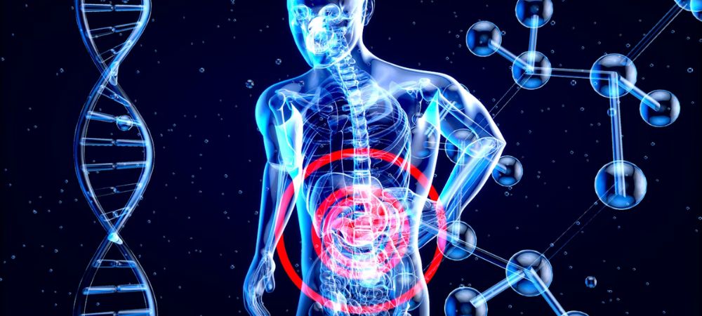 Representación del sistema endocannabinoide del cuerpo humano