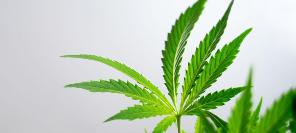 tipos de marihuanas de hoja híbrida en primer plano