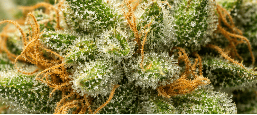 Primer plano de tricomas en flor de cannabis, imagen relacionada con qué es el hachís y su origen en la resina de la planta
