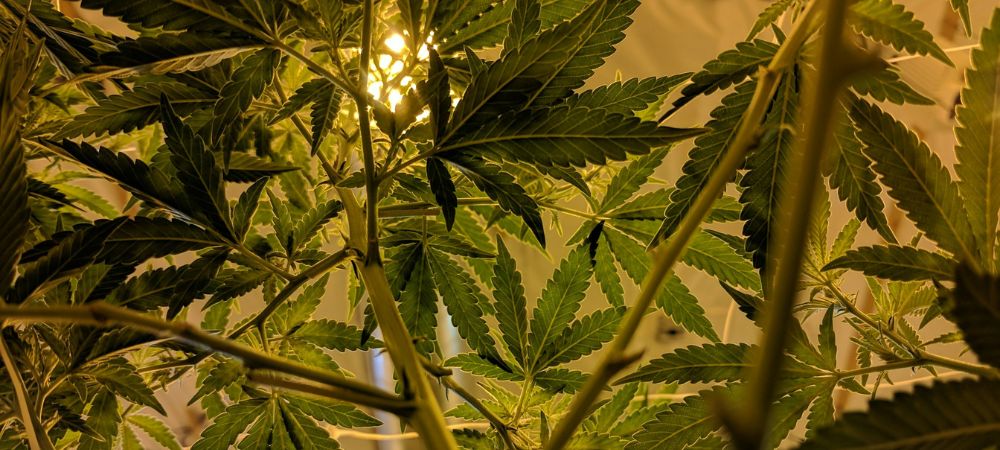 Hojas de marihuana iluminadas durante su fase vegetativa