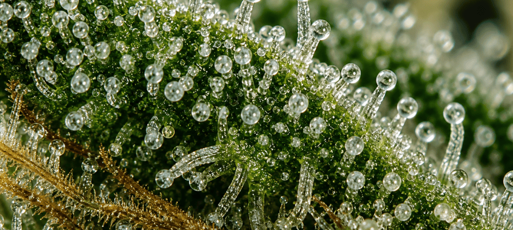 Primer plano de tricomas en flor de cannabis, estructura donde se forma el kief