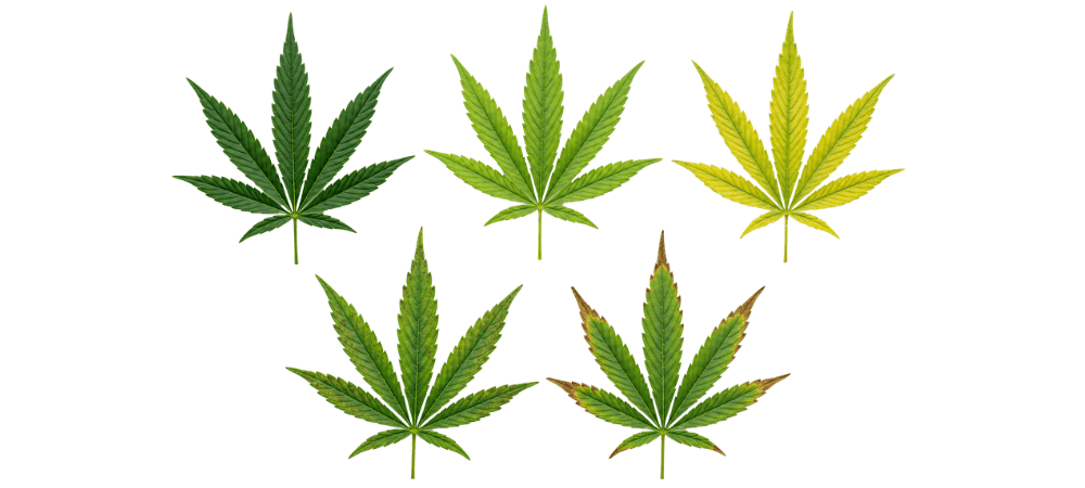 Diferentes colores y señales visuales en hojas de marihuana.