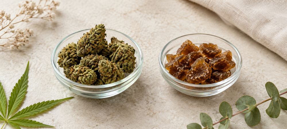 flores de CBD y resina CBD dentro de un cuenco de vidrio en comparativa