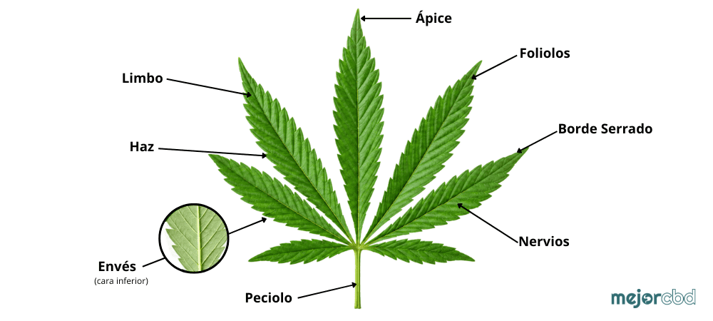 Hoja de marihuana mostrando foliolos, peciolo y nervios.