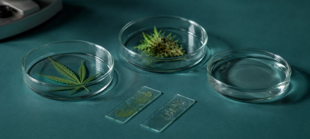 Investigación científica sobre el potencial médico del CBC