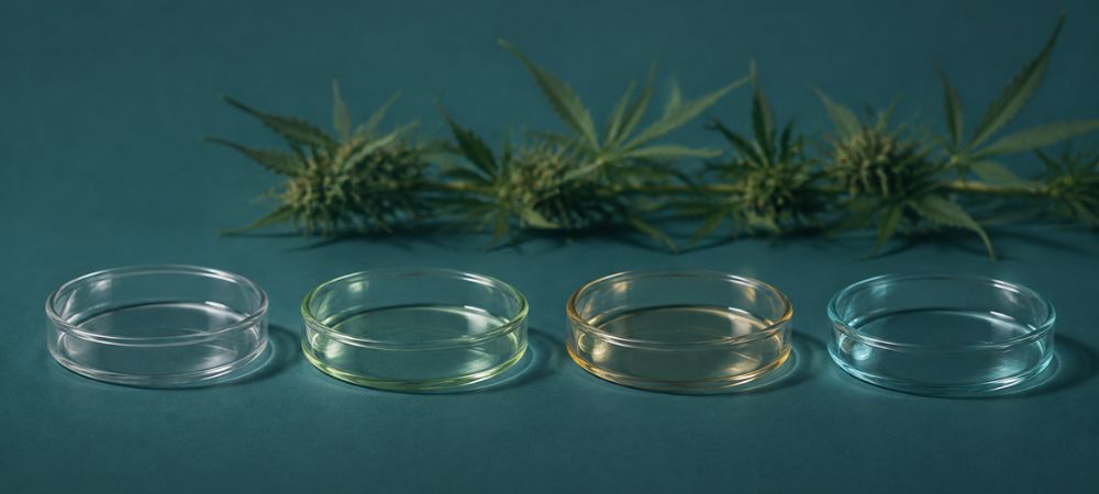 Diferencias entre CBC, CBD, CBG y THC