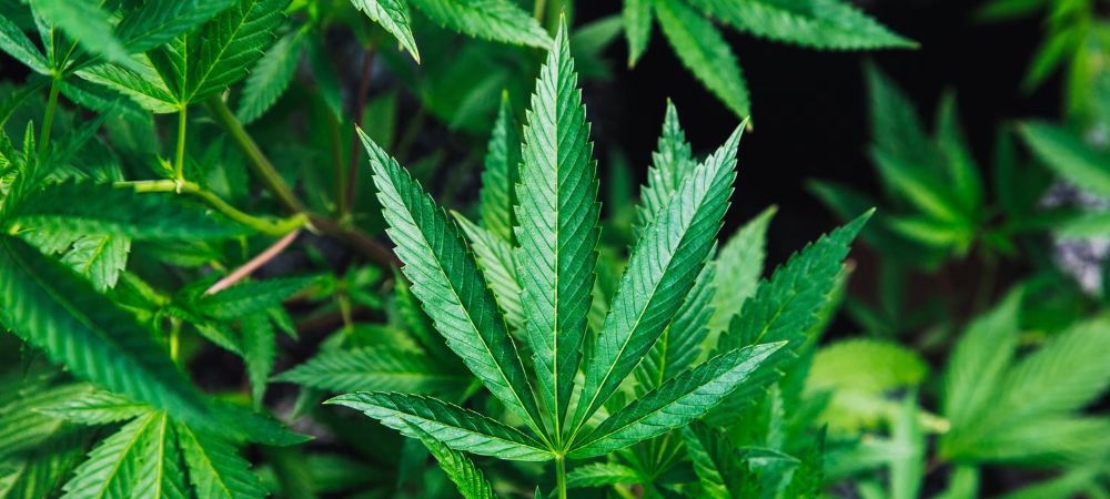 Hoja de cannabis verde entre vegetación, relacionada con el CBT o cannabitriol